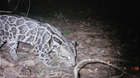 A Clouded leopard is caught on a ZSL camera trap