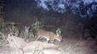 A Leopard cat is caught by a camera trap