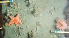 Starfish and anemone