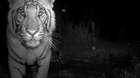 A tiger is caught by a camera trap in Nepal