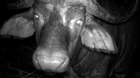 A Water Buffalo is caught on a camera trap in Kenya