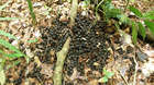 Okapi droppings are like round pebbles. They are one of the first signs that okapi are not far away.
