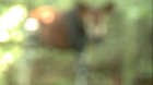 This is the first picture of an okapi. The camera was having some problems, which is a shame as it was looking straight towards us.