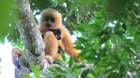 Female Hainan gibbons have golden yellow fur, while their young have black fur. This infant is less than one year old. Image (c) Jessica Bryant.