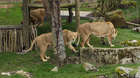 Our three beautiful girls Rubi, Indi and Heidi returned to ZSL London Zoo at the start of 2016 ahead of the launch of Land of the Lions.
