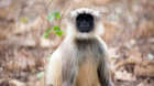 Named after the Hindu god, Hanuman langurs are considered sacred in the religion.