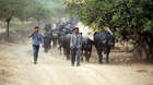 Villagers escort their herd of buffalo home from the Gir Forest for safety as night draws in.