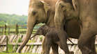 Meet our Asian elephants at ZSL Whipsnade Zoo