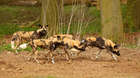 Our group of African wild dogs consists of five sisters, Malindi, BeeBee, Brandy, Ginger and Donnie.