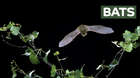 There has been a drastic decline in numbers of all 16 British bat species in recent years. Bat boxes and bird boxes have been installed at both ZSL Zoos to support our native species. Six species of bat, including the tiny common pipistrelle, have been recorded at Whipsnade Zoo and we carry out bat surveys to feed into the nationwide bat database.