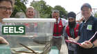 European eels once thrived in London’s rivers but their numbers have dropped dramatically since the 1980s. ZSL has installed vital ‘eel passes’ to aid this Critically Endangered animal on its migration up the River Thames, and each Spring our citizen scientists help us carry out population surveys.
