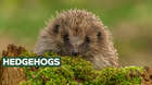 The humble hedgehog has seen huge declines in recent years, and ZSL is part of efforts to monitor central London’s last known population, living right next door to London Zoo in Regent’s Park, as well as monitoring hog health in the wider population through our Garden Wildlife Health project.