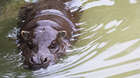Pygmy hippos are excellent swimmers, spending a lot of their time in the water.