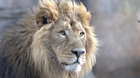 Bhanu the Asiatic Lion