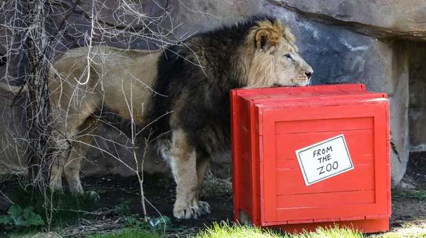 Asiatic lion Bhanu explores his new scratching box at ZSL London Zoo