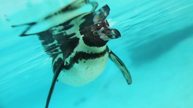 Penguin underwater at penguin beach