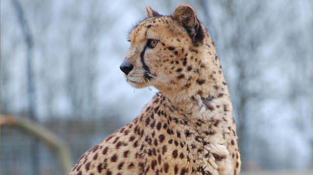 Cheetah at ZSL Whipsnade Zoo