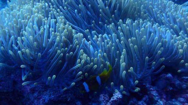 Anemone fish and anemone Chagos
