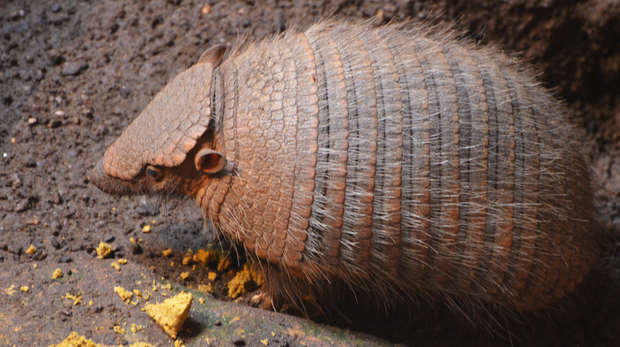 A close-up of an armadillo 