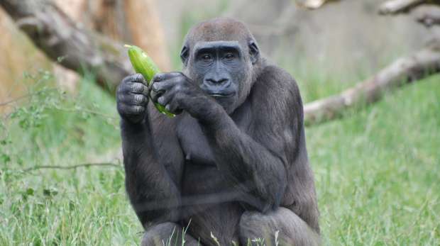 Mjukuu the gorilla at ZSL London Zoo.