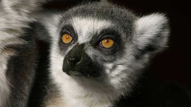 A Ring Tailed Lemur at ZSL London Zoo