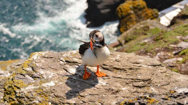 Skellig Michael Puffin