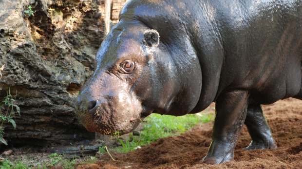A pygmy hippo at ZSL London Zoo