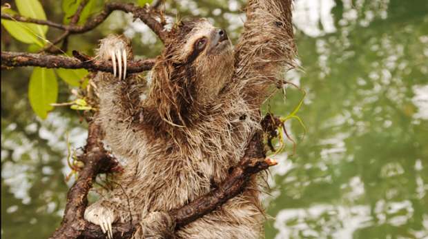 Pygmy sloth climbing
