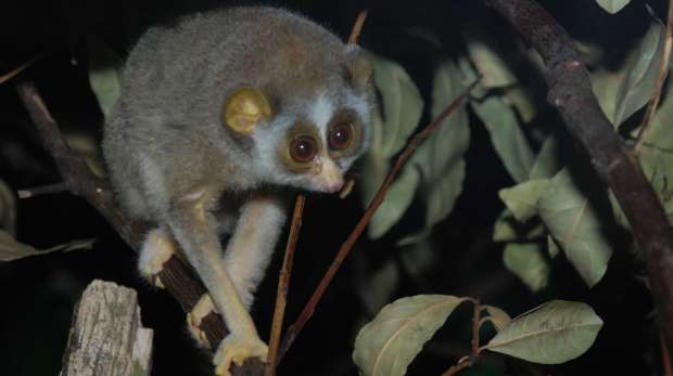 A slender loris at ZSL London Zoo in the night zone.