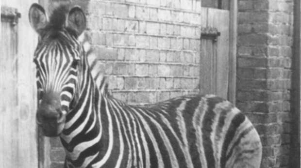 Burchell's zebra 1885