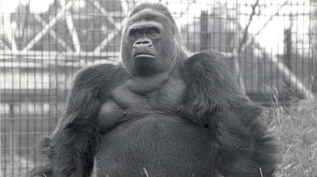 Guy the Gorilla photographed in ZSL London Zoo, 1970.
