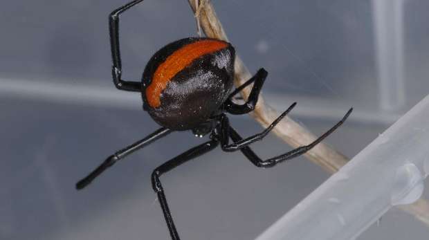 A Redback Spider, Latrodectus hasselti, in the Bugs! exhibit at ZSL London Zoo.