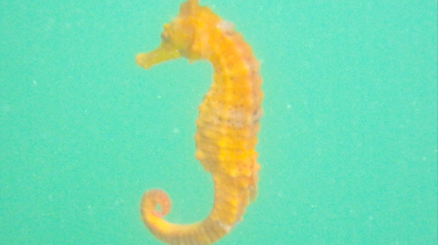 Screenshot of first footage of West African seahorse