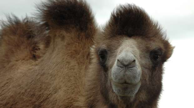 Bactrian camel at ZSL Whipsnade Zoo