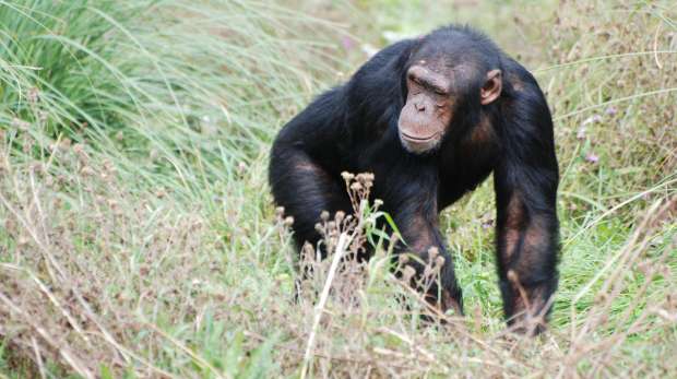 Chimpanzee at ZSL Whipsnade Zoo