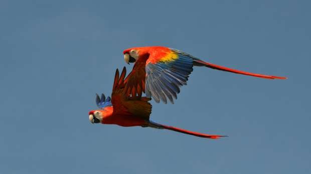 Green-winged Macaws flying at ZSL Whipsnade Zoo