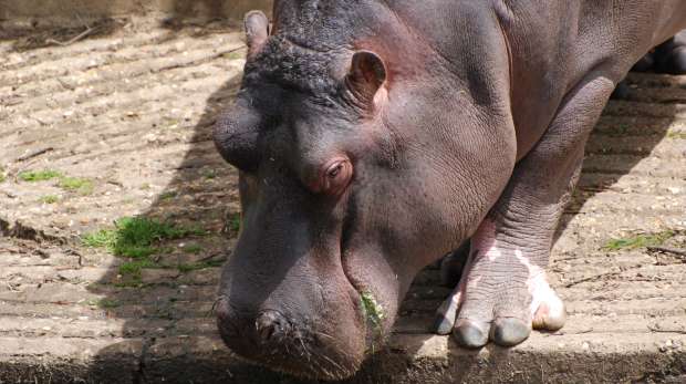 Common Hippopotamus at ZSL Whipsnade Zoo