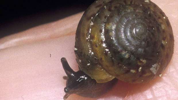 Bermudan land snail