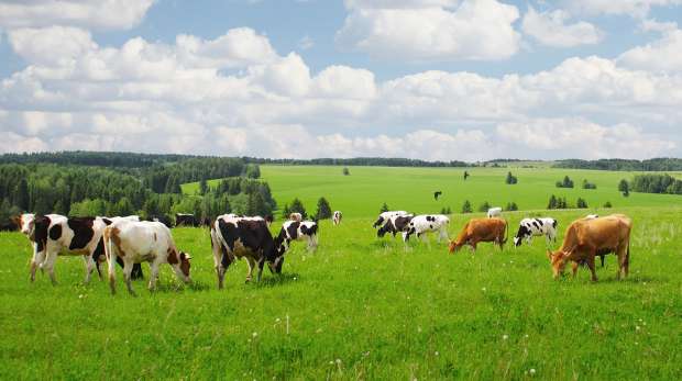 Cows in UK field
