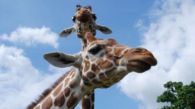 Giraffes at ZSL Whipsnade Zoo