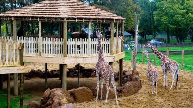Giraffe heights at ZSL Whipsnade Zoo