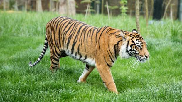 Female Sumatran tiger at ZSL London Zoo