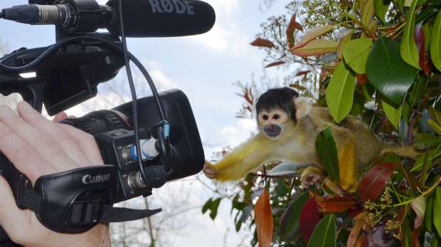 Squirrel monkey playing with camera