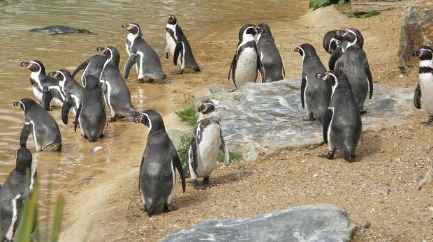 Penguins at ZSL Whipsnade Zoo