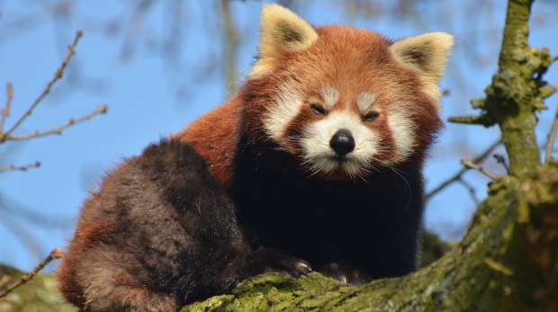 Red panda at ZSL Whipsnade Zoo
