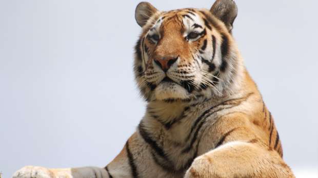 Amur tiger at ZSL Whipsnade Zoo