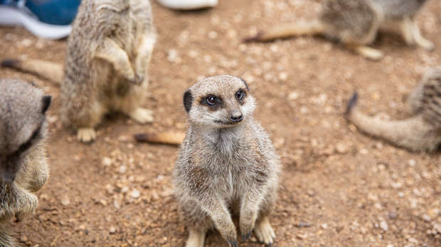 Meet the meerkats, children in with the meerkats