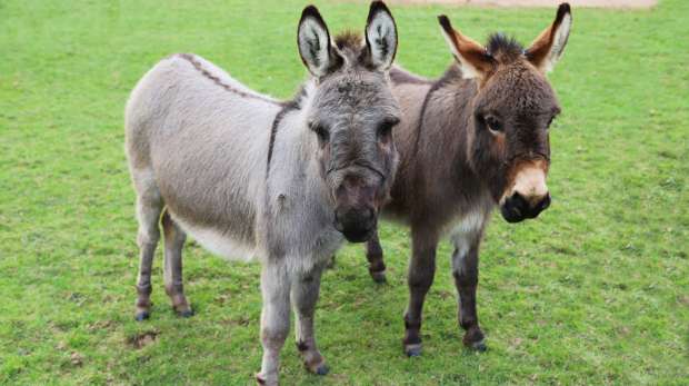 Miniature donkeys Trevor and Tulip at the Hullabazoo Farm at ZSL Whipsnade Zoo.