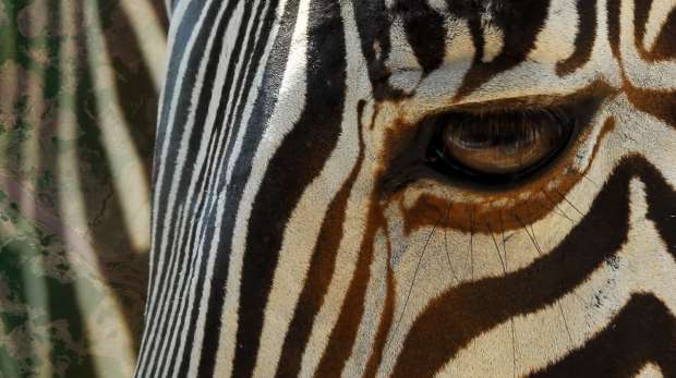 Zebra - close-up M. Wegmann