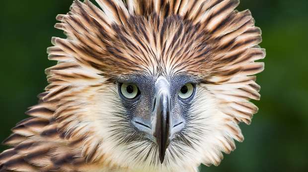 Philippine eagle